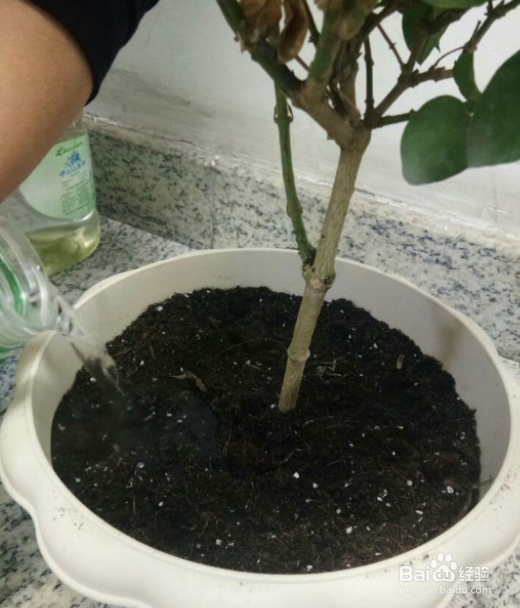 苿利花怎么施肥