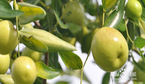 枣树开花怎样提高坐果率