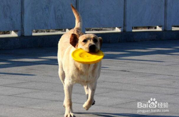 训犬的基本方法和训练要领