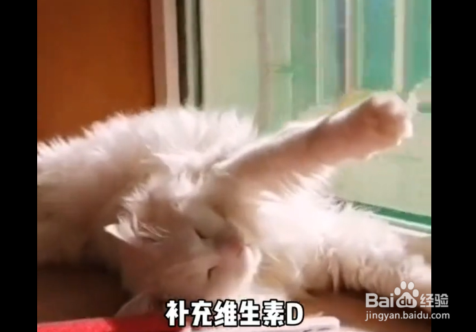 猫咪,为什么总爱看着窗外