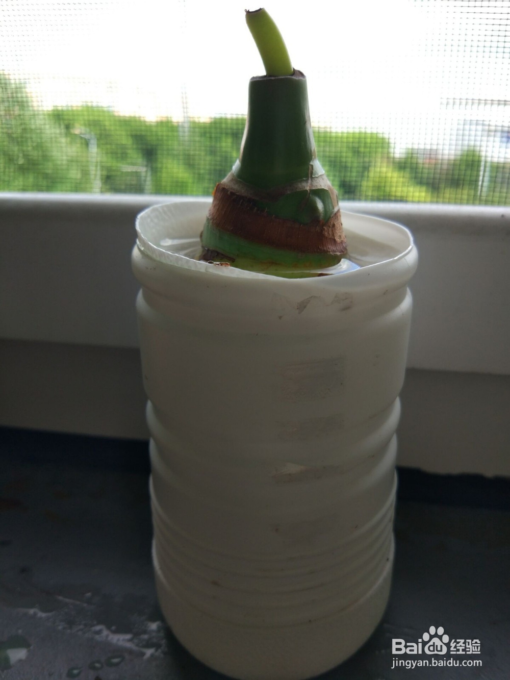 如何巧妙简单的培养滴水观音