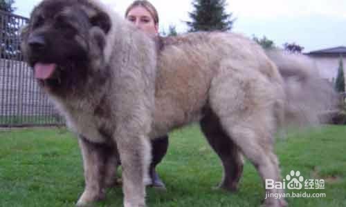 高加索犬怎么训练