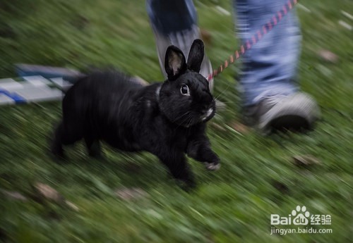 兔耳螨用生石灰怎么消毒，兔子耳螨用生石灰清洁