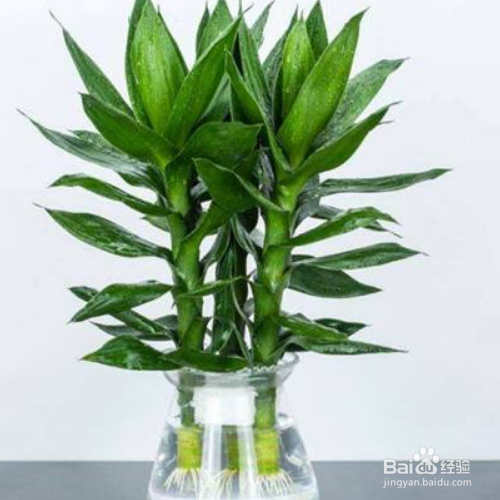 怎么水养富贵竹