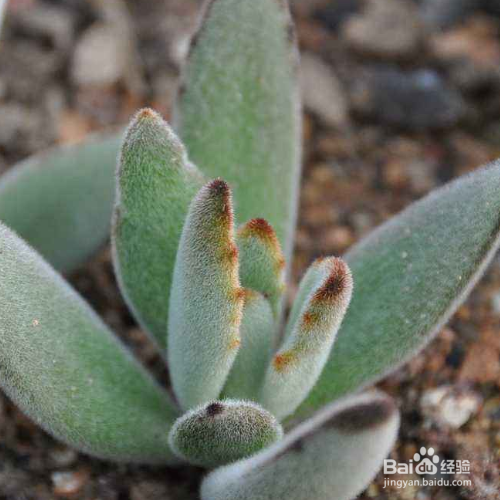 月兔耳烂根怎么解决？