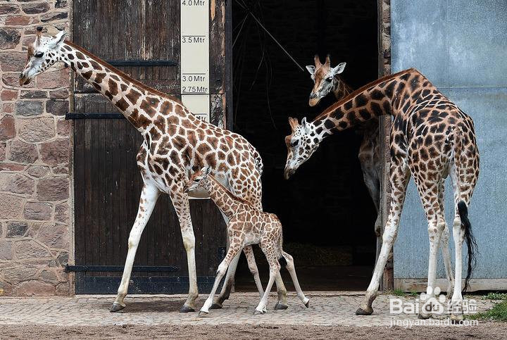 长颈鹿怎么繁殖