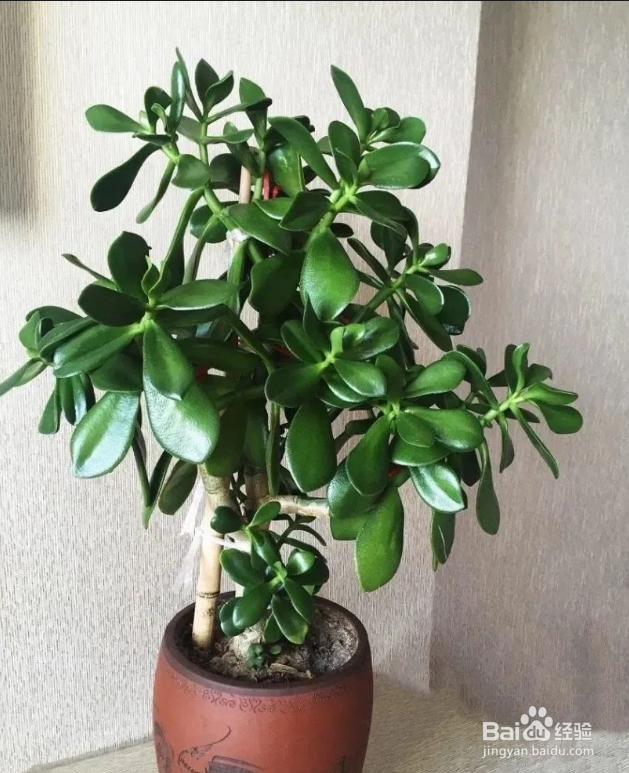 长寿花怎么养枝干才能粗壮
