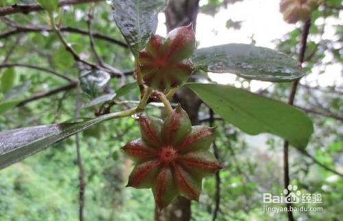 八角的作用及食用禁忌