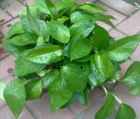 绿萝放置时应注意点什么？