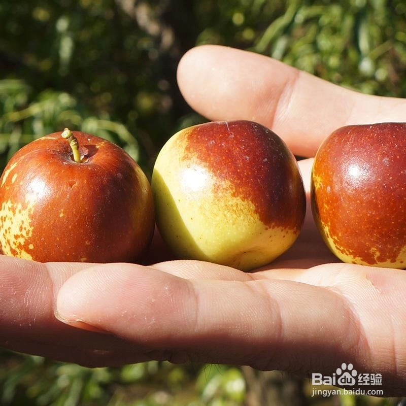 怀孕期间能吃冬枣吗？ 冬枣的营养价值是哪些