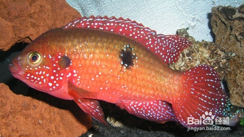 红宝石饲养心得