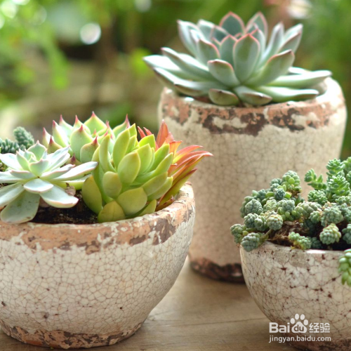 多肉冬天怎么养护