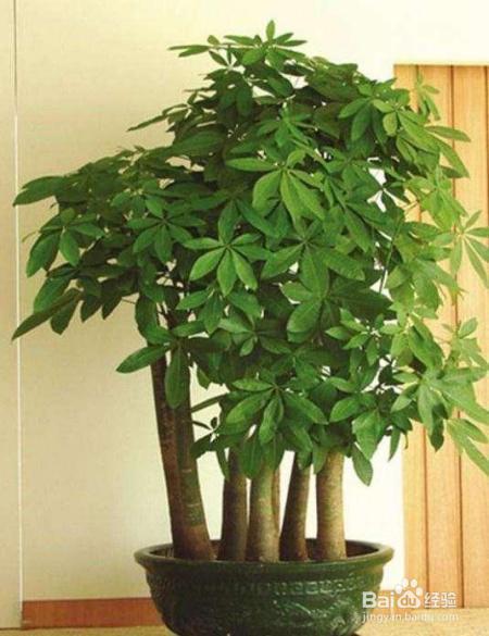 就这么做,让你家发财树叶绿枝粗,从此告别烂根!