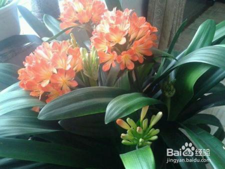 君子兰冬天就得这么养,不烂根、不黄叶,开花几十朵!