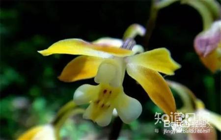 100种兰花品种图鉴，花开瞬间，艳冠群芳！