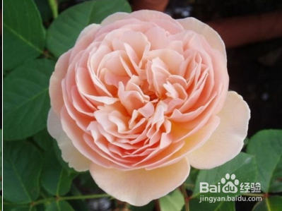 蓝妖：不可错过的经典灌木月季品种介绍