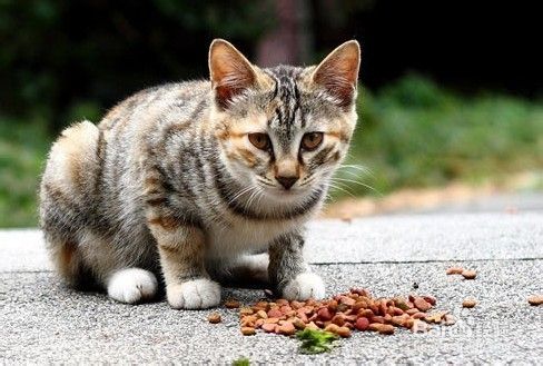 如何挑选猫粮，猫粮哪种好