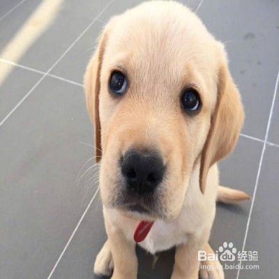 狗狗随地大小便怎么办