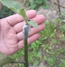茄子打枝的正确方法