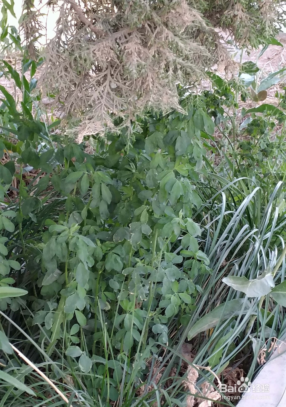 如何区分三叶草和苜蓿