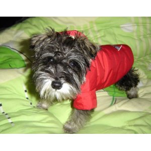 雪纳瑞美容不能少的几个步骤