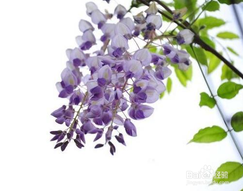 怎样拍摄紫藤花