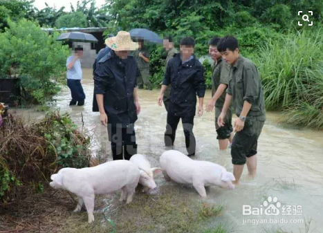 猪从猪圈里跑出该怎么办