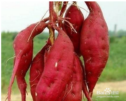 如何分清食物寒性与热性