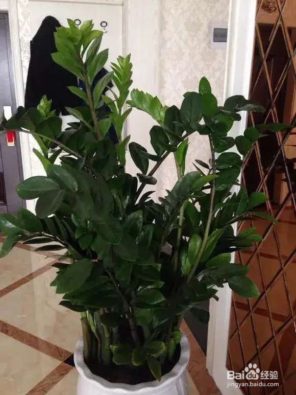 选盆很关键,4种花用小盆“挤着养”,才长得旺