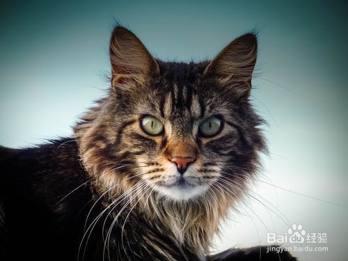 如何简单护理猫妈妈和幼猫