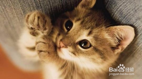 新手养猫要考虑哪些问题呢