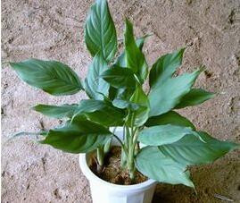 适合养在办公室的植物