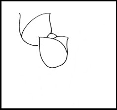 怎样画简笔画（花卉）：[1]郁金香