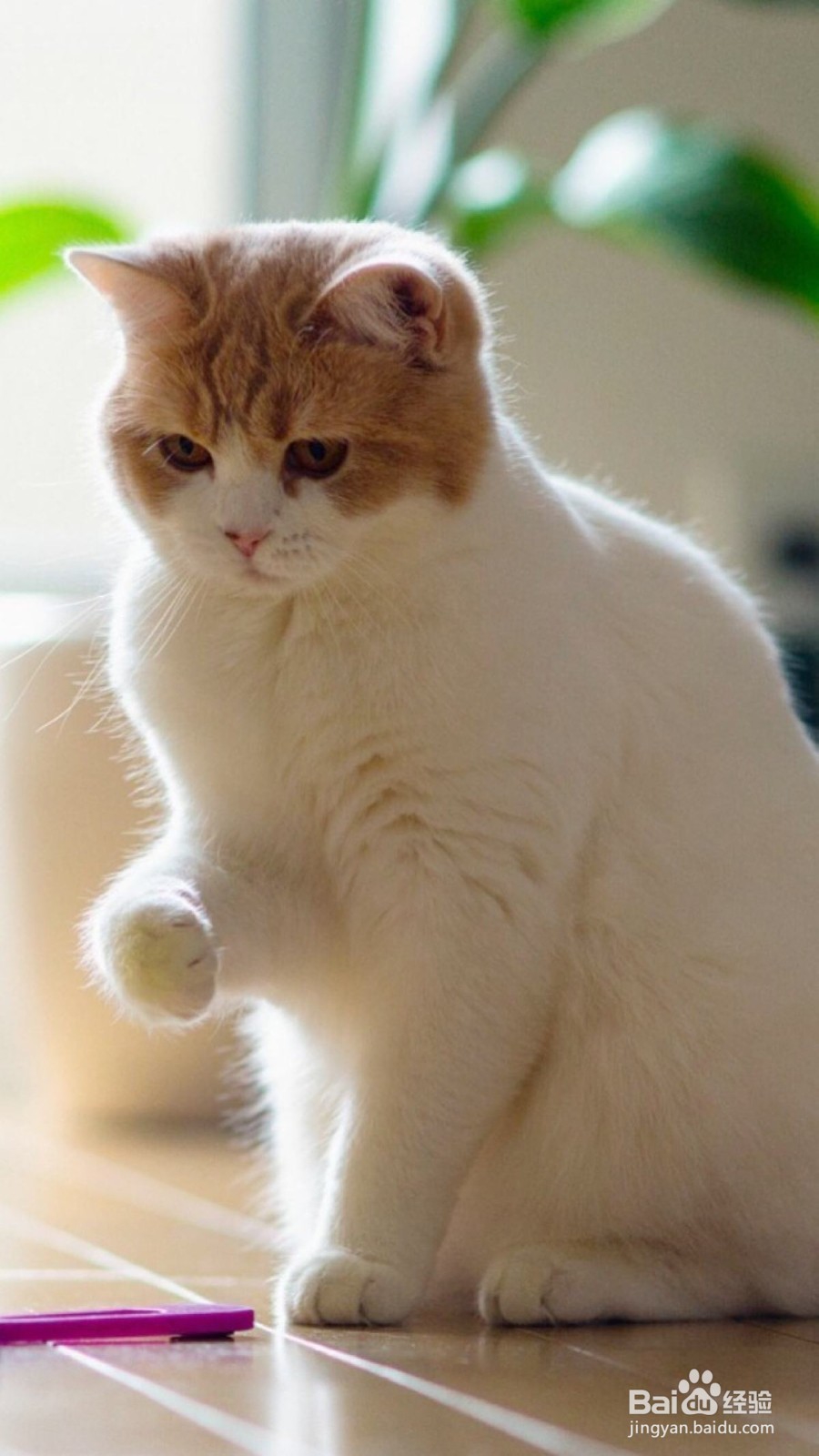 猫癣怎么彻底治疗?