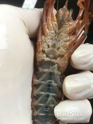 详解如何清理以及辨别小龙虾
