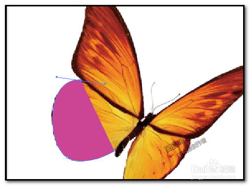 illustrator钢笔工具怎么用 AI如何用钢笔描图形