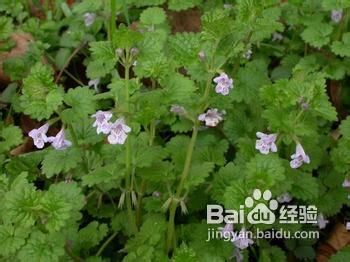 再生障碍性贫血怎么办？