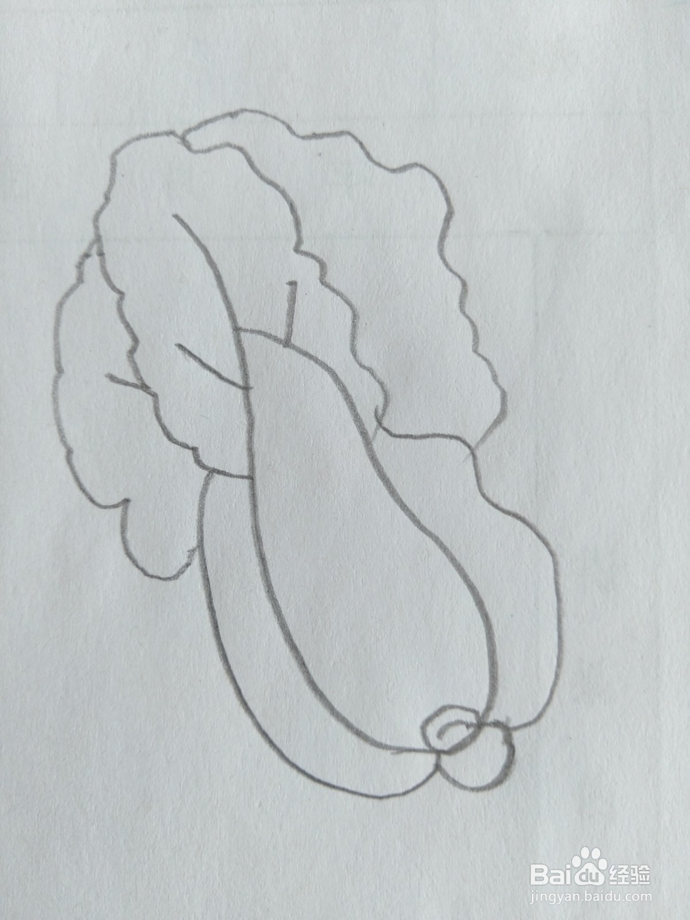 儿童简笔画白菜画法八