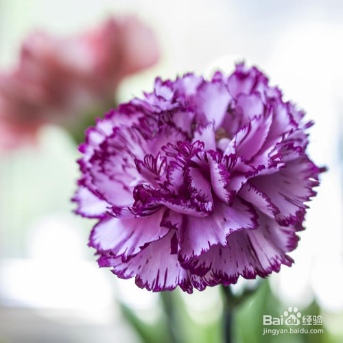 康乃馨怎么种,存活率高吗