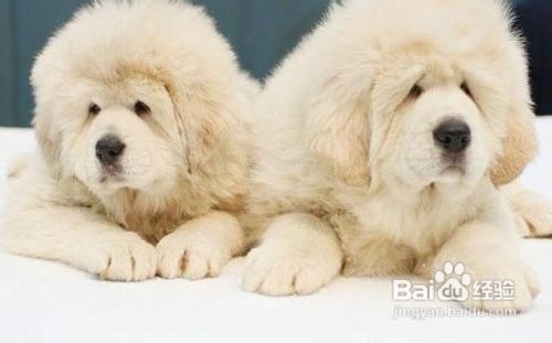 夏季应该怎样给藏獒防暑消热