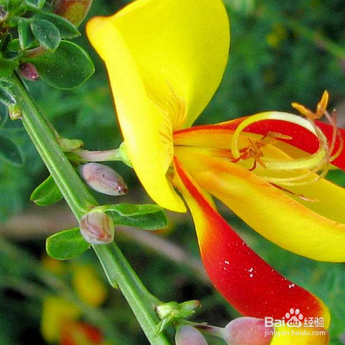 在家中该如何养殖金雀花?