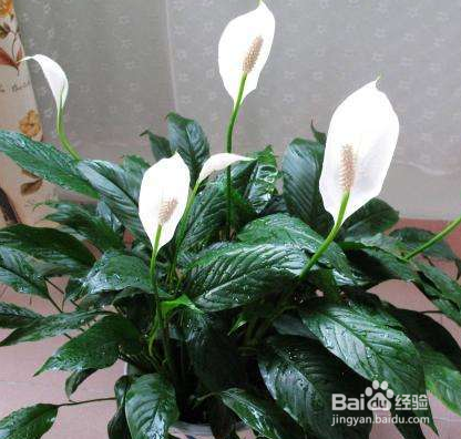 一帆风顺怎么水养