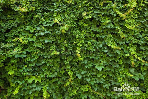 常春藤叶子发蔫怎么补救