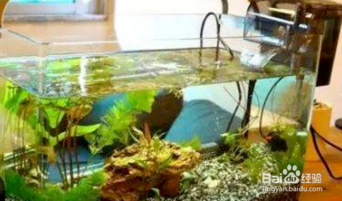 鱼缸水起白雾怎么解决