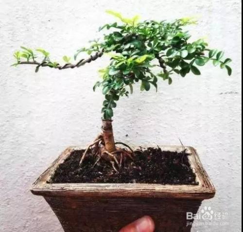 胡椒木盆景修剪