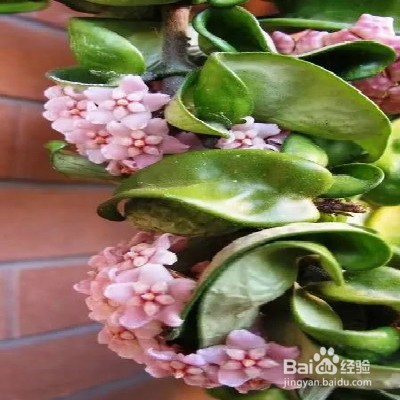 教你养卷叶球兰