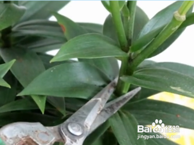 百合花开后第二年怎样还能开花？