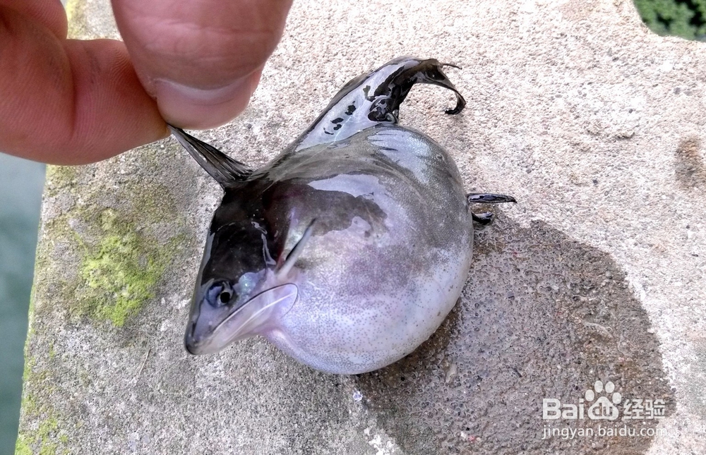 养殖经验浅谈-黄颡鱼大肚子