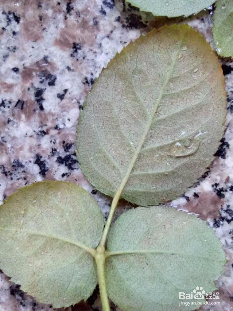 花长虫了怎么处理