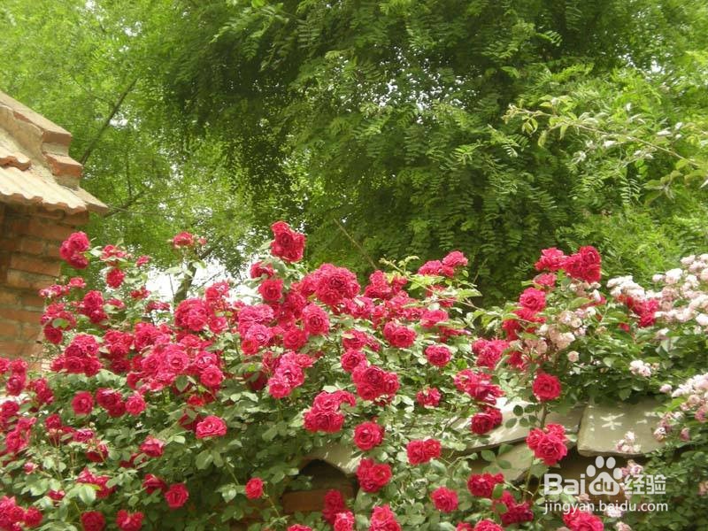 怎么养蔷薇花